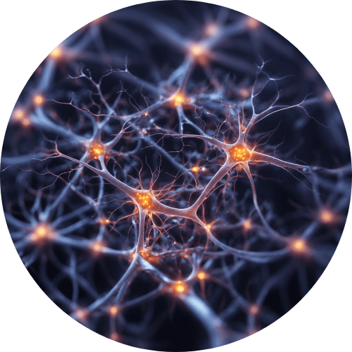 Vagus Nerve Vagus Nerve